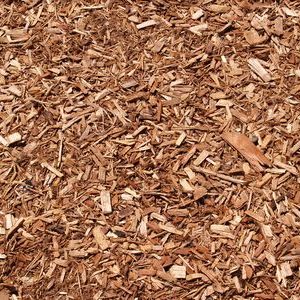 Cedar
